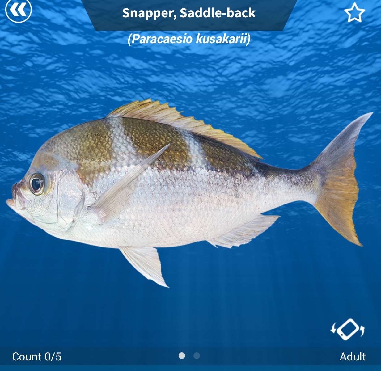 iDfish - Fish Identification Application